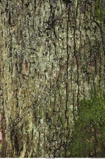 tree bark mossy 0005
